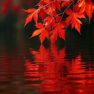 水面に映る鮮やかな紅葉