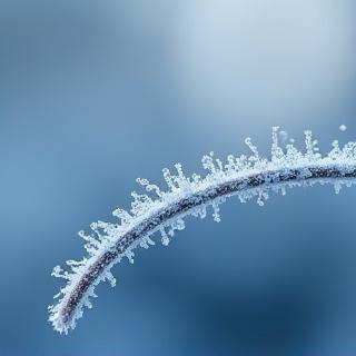 霜が降りた草の葉に輝く朝露のしずく